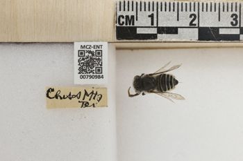 Media type: image;   Entomology 790984 Aspect: Labels
